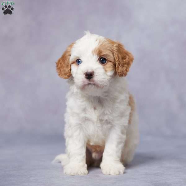 Ike, Cavapoo Puppy